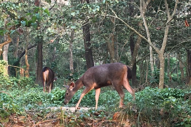 1 Night 2 Days Chitwan Jungle Safari Tour from Kathmandu - Tharu village, elephant stable, and sunset