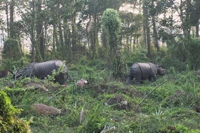 1 Night 2 Days Chitwan Jungle Safari Tour from Kathmandu