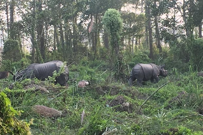 1 Night 2 Days Chitwan Jungle Safari Tour from Kathmandu - Arriving at the Chitwan resort