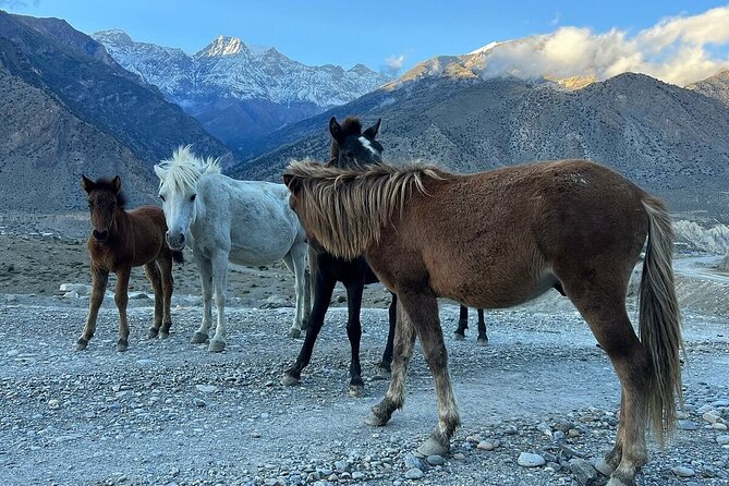 12 Days Overland Tour to Upper Mustang - Why Upper Mustang feels unlike the rest of Nepal