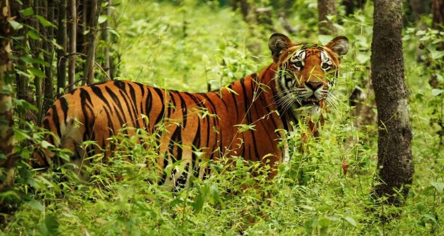 2 Days Chitwan Jungle Safari Tour from Pokhara/Kathmandu - Is $117 a good value?