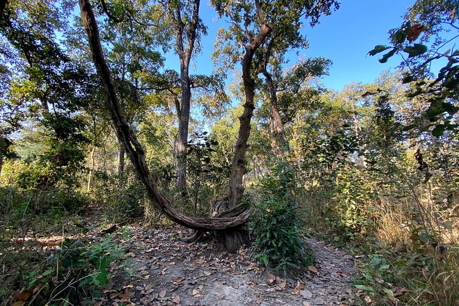 2 Hours Nature Walk in Chitwan National Park - A small tour with a social purpose