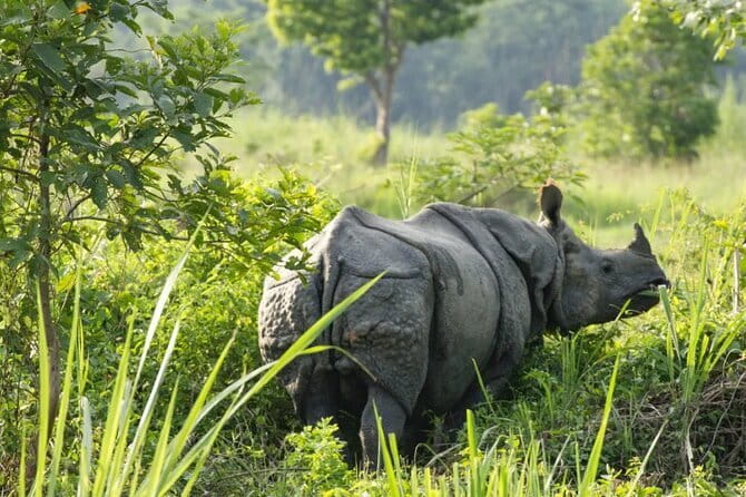 2 Night 3 Day Chitwan Jungle Safari Tour from Pokhara - What the guide adds to the day