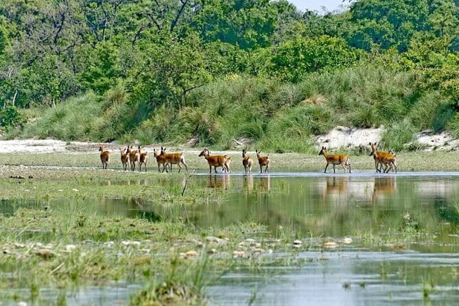 2 Night 3 Day Chitwan Jungle Safari Tour from Pokhara - Sauraha gives you time to slow down