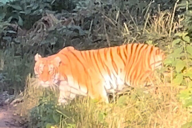 2 Nights 3 Days Chitwan National Park Package with Jeep Safari - Day two: the main wildlife day in Chitwan