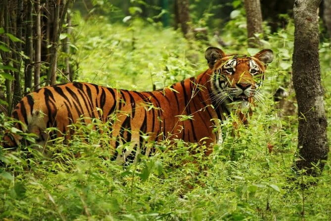 2 Nights 3 Days Chitwan National Park Package with Jeep Safari - The transport question you should settle first