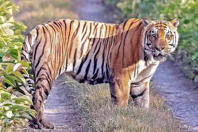 2 Nights 3 Days Chitwan National Park Package with Jeep Safari - Who should book this Chitwan package