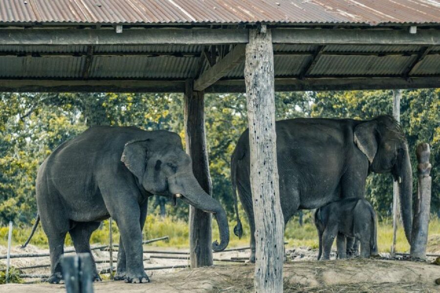 3-Day Chitwan Jungle Safari Adventure From Kathmandu/Pokhara - What the praise tells me about the experience