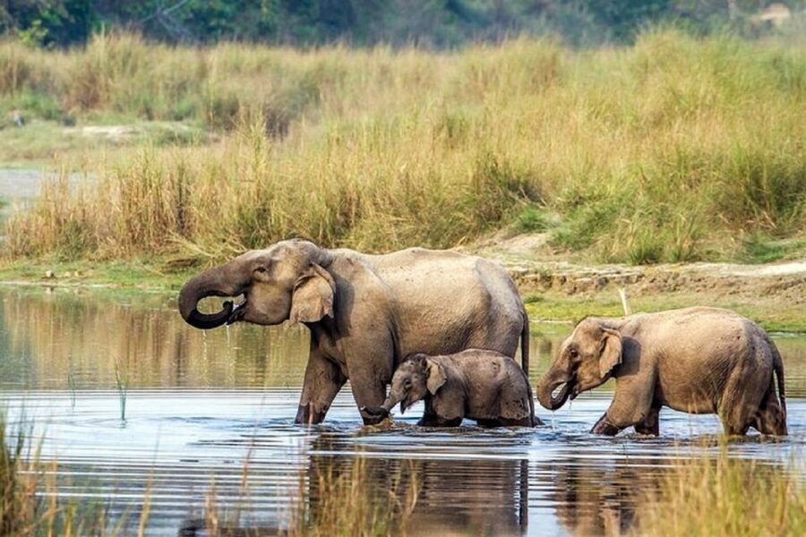3-Day Chitwan Jungle Safari Adventure From Kathmandu/Pokhara - Why Chitwan works well in three days