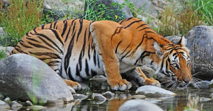 3-Day Chitwan Jungle Safari Adventure From Kathmandu/Pokhara - Sauraha, the Tharu village, and sunset by the river