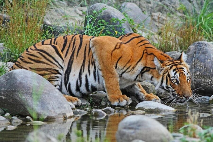 3-Day Chitwan Jungle Safari Adventure From Kathmandu/Pokhara - Jungle walking and the elephant breeding center