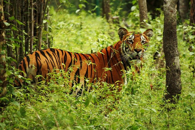3-Day Chitwan Jungle Safari Tour from Kathmandu - Why the Tharu stop belongs in a safari trip