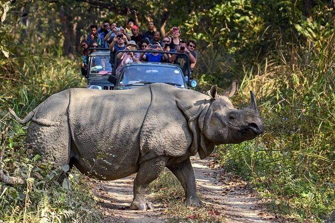 3-Day Chitwan National Park Jungle Safari Tour Package with Pick Up - Jeep safari, jungle walk, and wildlife chances
