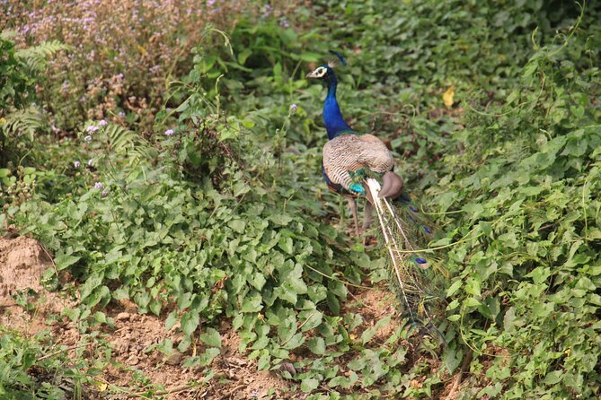 3-Day Chitwan National Park Jungle Safari Tour Package with Pick Up - Day three and the journey onward