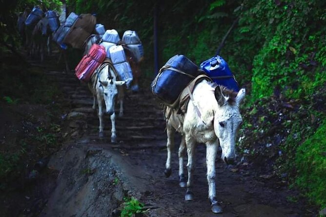 3 Days 2 Nights Poon Hill Trekking - The private format and the guide’s role