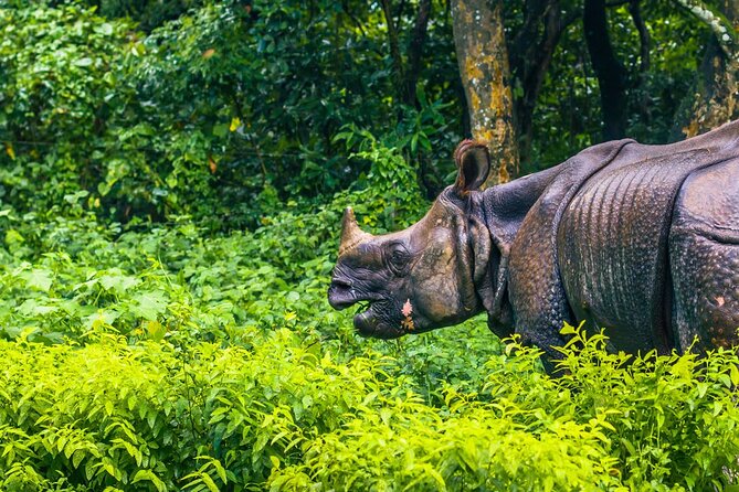 3 Days and 2 Nights Chitwan National Park Safari Tour in Pokhara - Morning in Chitwan National Park: the Jeep safari