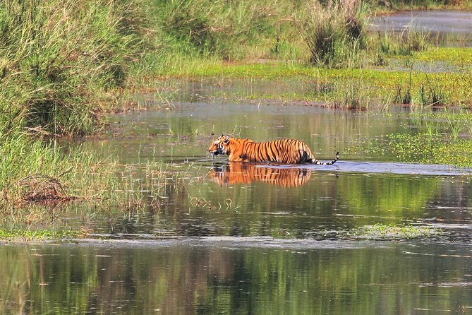 3 Days and 2 Nights Chitwan National Park Safari Tour in Pokhara - Two nights of lodging and the real value of $215