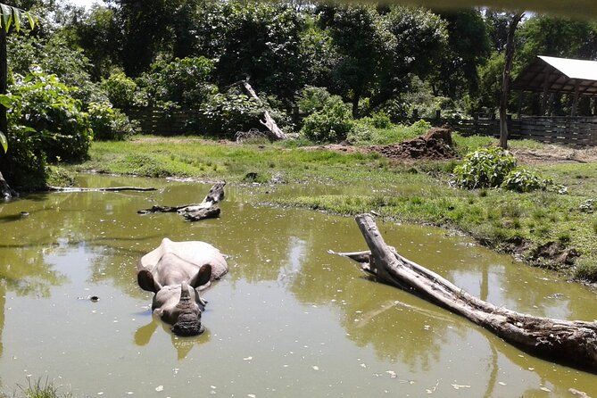 3 Days and 2 Nights Chitwan National Park Safari Tour in Pokhara - The best parts of this Chitwan experience