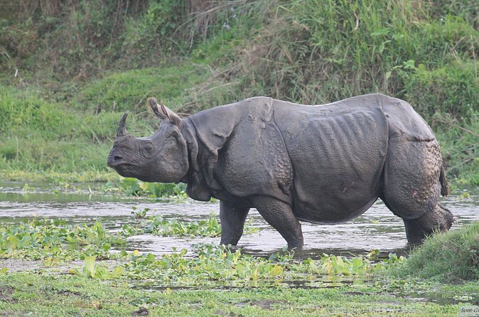 3 Days Jungle Safari in Chitwan National Park - A bird walk beside the river