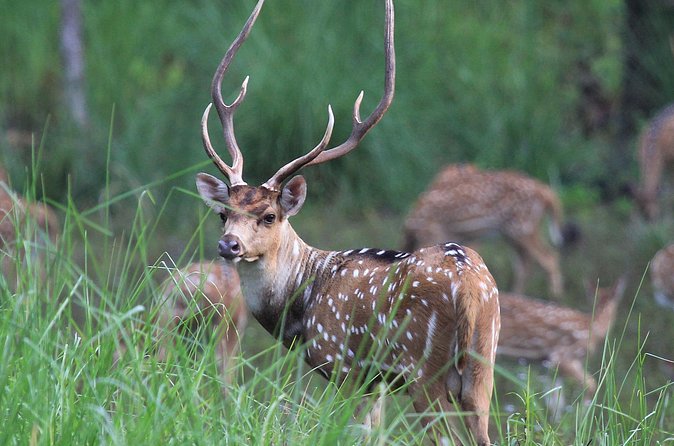 3 Days Jungle Safari in Chitwan National Park - What the $172.47 price covers
