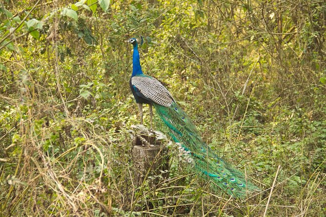 3 Nights 4 Days Chitwan National Park with Tower Night Stay - Day 3: Walking back from the tower and exploring Tharu culture
