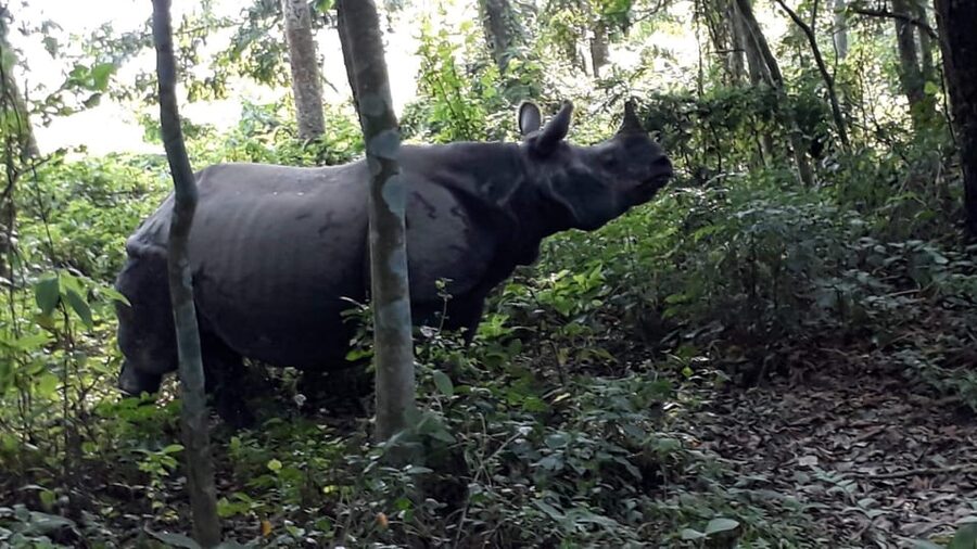 3 Nights 4 Days Chitwan National Park with Tower Night Stay - Who will enjoy this four-day Chitwan plan?