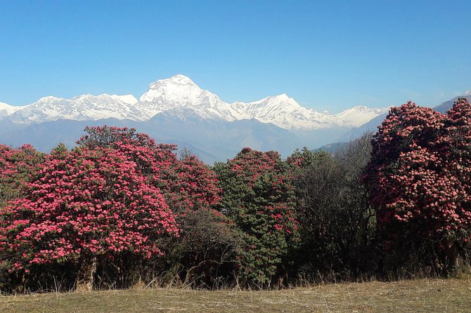 4-Day Private Poon Hill Trekking Tour - Key points to know before you book