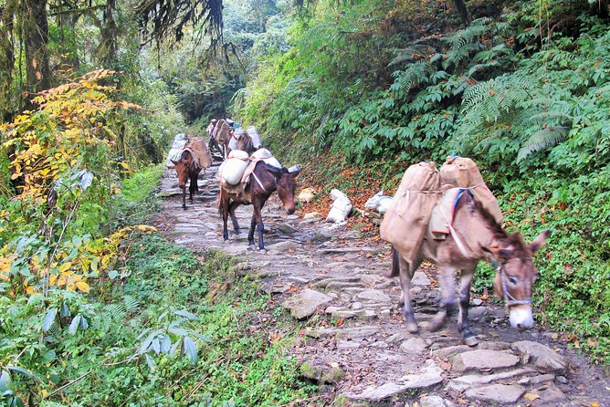 4-Day Private Poon Hill Trekking Tour - Food, lodging, and what the $359 covers