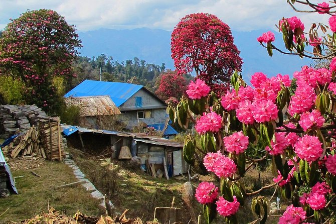 4-Day Private Poon Hill Trekking Tour - Who should book this trek