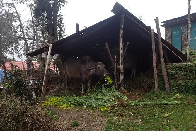 4 Days Mardi Himal Base Camp Trek from Pokhara - Day three: the 4:00 am climb toward the high viewpoint