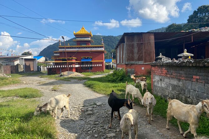 Afternoon Tibetan Cultural Tour to Tibetan Settlements Pokhara - Tashi Palkhel: food and a family home visit