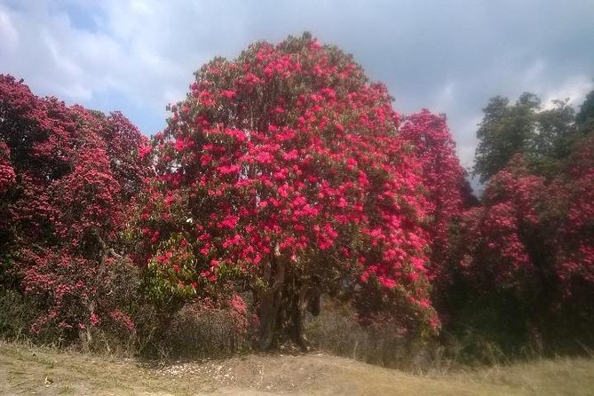 Annapurna Base Camp Trek - 11 Days - Ghorepani and the early climb to Poon Hill