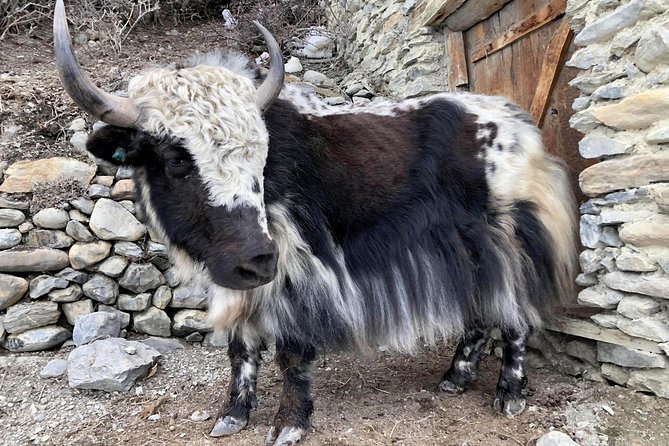 Annapurna Circuit Trek - Days 12 and 13: Tatopani to Ghorepani and Poon Hill