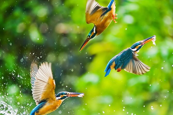 Chitwan 2 Nights All Inclusive Jungle Safari Tour - A guide-led experience with room for customization