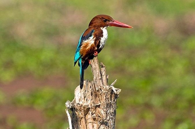 Chitwan 2 Nights All Inclusive Jungle Safari Tour - The road journey is the main drawback