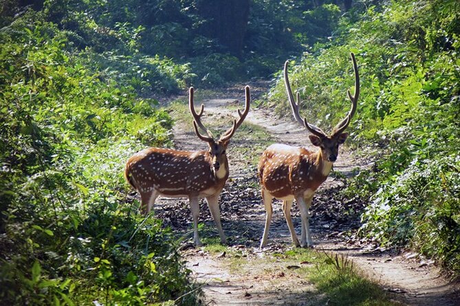Chitwan 2 Nights All Inclusive Jungle Safari Tour - Who will get the most from this safari