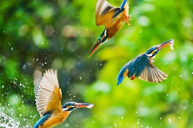 Chitwan 2 Nights All Inclusive Jungle Safari Tour - Booking details worth checking