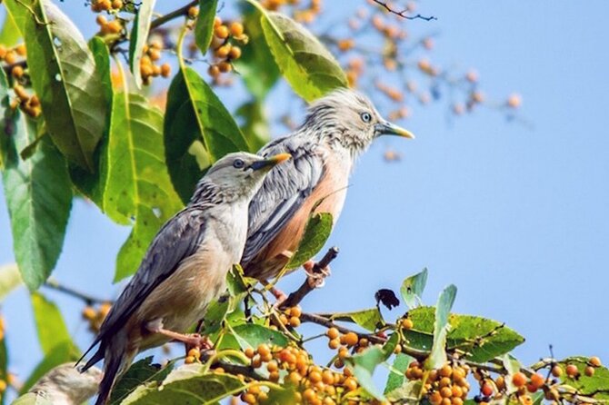 Chitwan 2 Nights All Inclusive Jungle Safari Tour - Day 2: Narayani River and the park’s wildlife