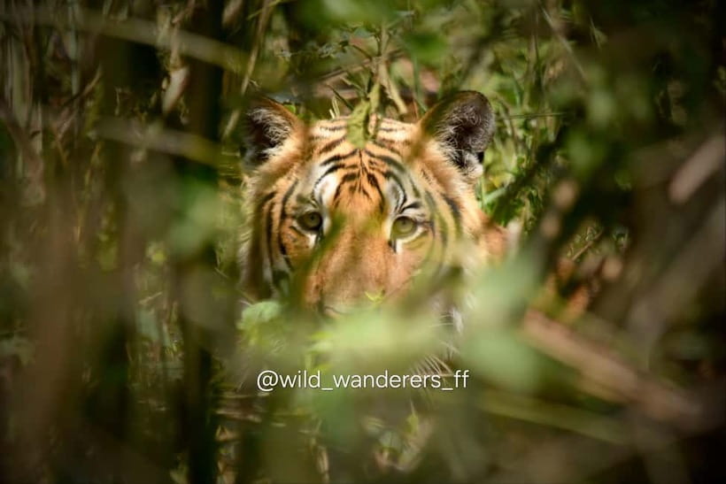 Chitwan: Full-Day Safari Canoeing and Jungle Walk and Jeep - Why this Chitwan day works so well