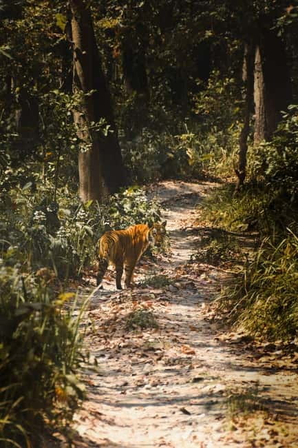 Chitwan: Full-Day Safari Canoeing and Jungle Walk and Jeep - The optional crocodile breeding center