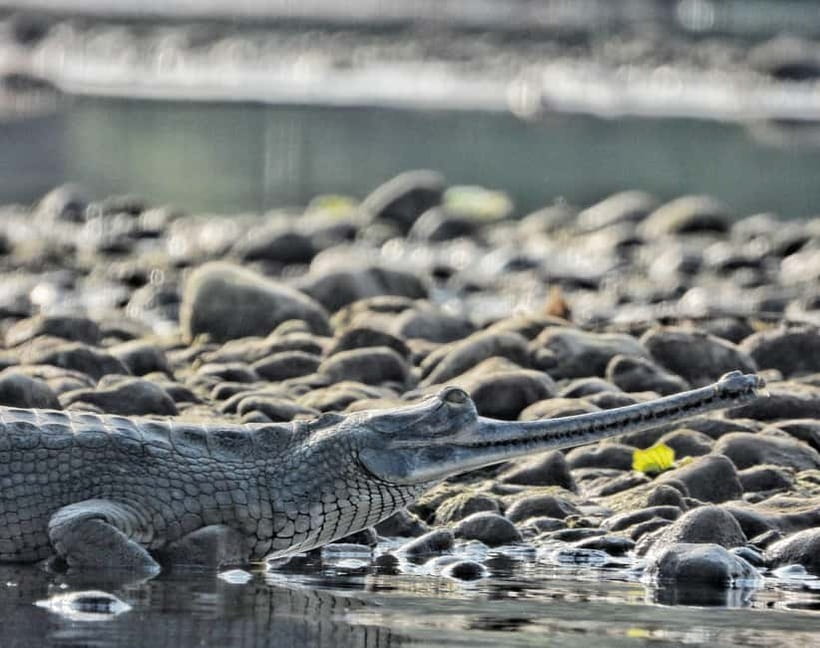 Chitwan: Full-Day Safari Canoeing and Jungle Walk and Jeep - Guides, group size, and the human side