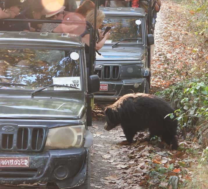 Chitwan: Full-Day Safari Canoeing and Jungle Walk and Jeep - Is $86 a fair price?