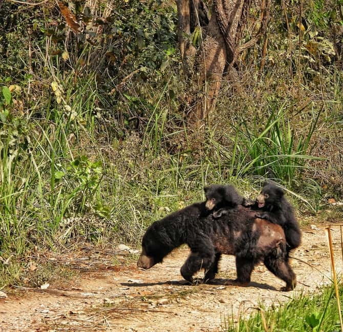Chitwan: Full-Day Safari Canoeing and Jungle Walk and Jeep - Starting at Hotel National Park Sauraha