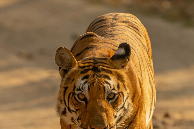 Chitwan National Park Tour - The jeep safari and the wildlife odds