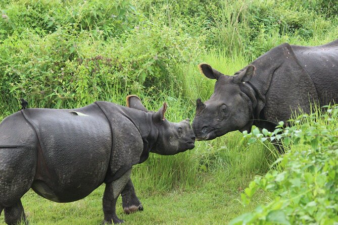 Chitwan National Park Tour - The final jungle walk and return to Thamel