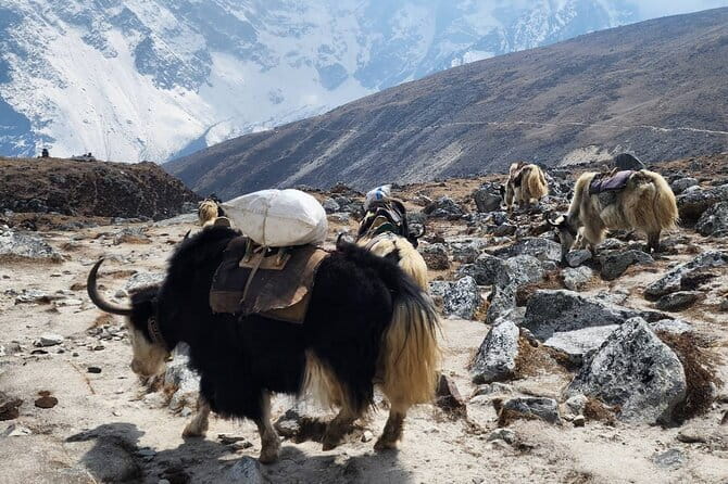Everest Base Camp Trek from Kathmandu 12 Days - Key points before you book