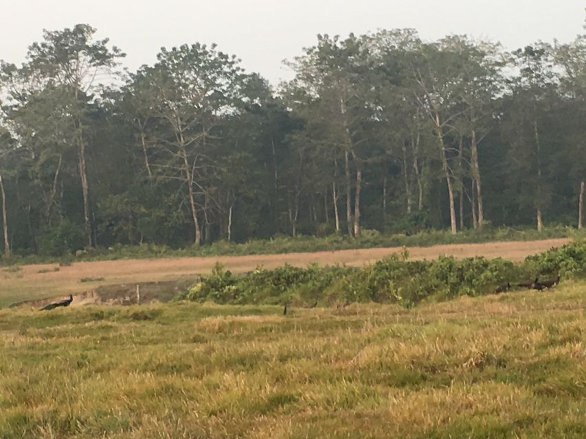 From Chitwan: Full Day Jeep Safari in Chitwan National Park - Starting from Sauraha and reaching the park