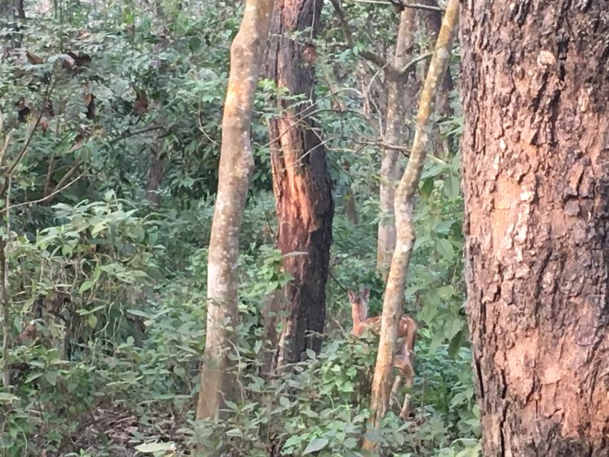 From Chitwan : Half Day Jeep Safari Tour - Starting in Sauraha and reaching the park gate