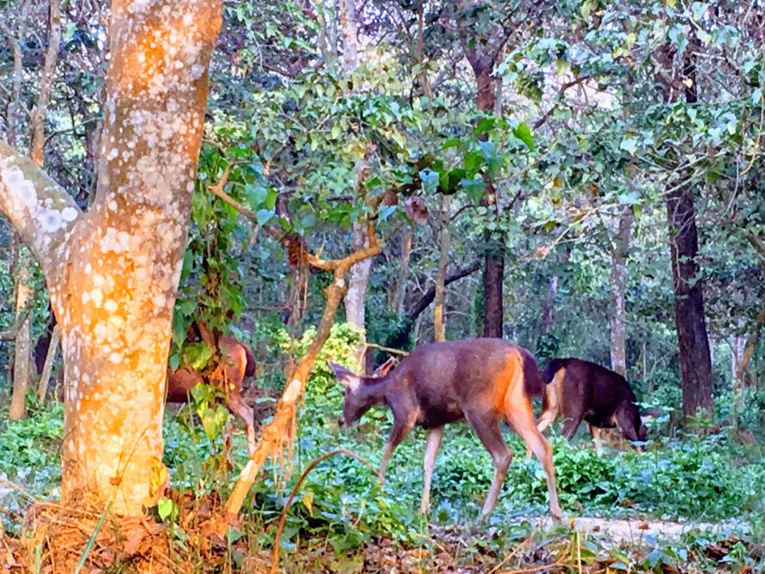 From Chitwan : Jeep Safari,Canoeing,Forest walk Day Tour - A short forest walk with smaller discoveries