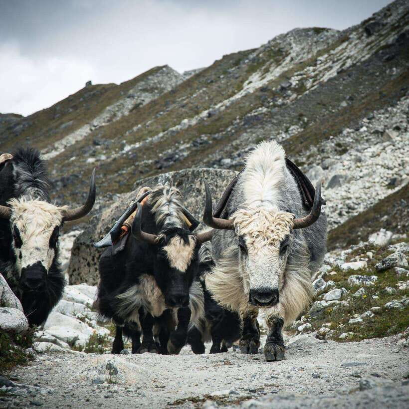 From Kathmandu: Guided Everest Base Camp Trek - Day 4: Tengboche combines peaks and prayer